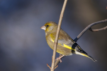 European greenfinch male sitting on branch of tree. Cute colorful songbird with strong bill. Bird in wildlife.