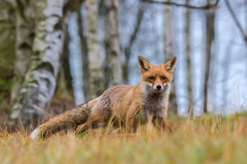 Fototapeta premium Rotfuchs im Birkenwald