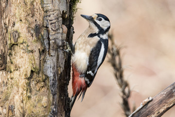 Picchio rosso maggiore