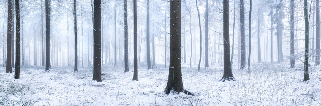 Wald Panorama im Winter mit Schnee