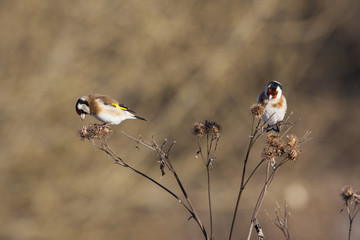 Group of european goldfinches eating burdock in winter. Cute colorful little songbirds. Birds in...