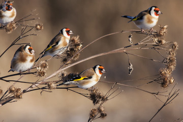 Group of european goldfinches eating burdock in winter. Cute colorful little songbirds. Birds in wildlife.