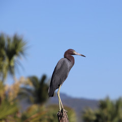 Little blue heron