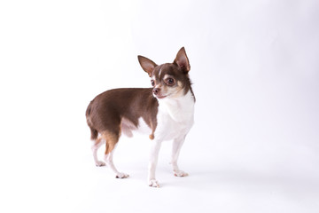 Obraz premium Chihuahua