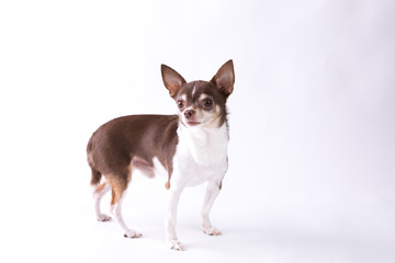 Chihuahua