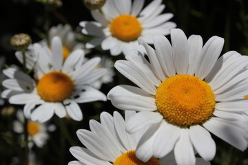 Daisy