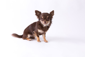 Chihuahua