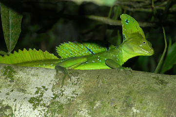 Basilisco, Bocas del toro, Panamá