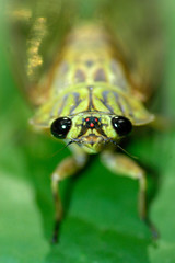 Cicada, Cigarra, Chichara, Bocas del toro, Panamá