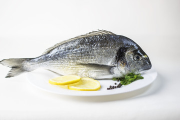 Fresh, raw, uncooked whole dorado fish or sea bream with lemon slices and parsley
