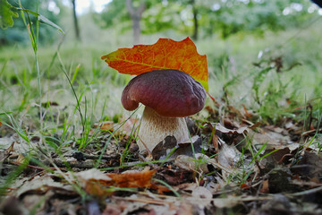 King of mushrooms - boletus edulis, porcini mushroom in the forest, fresh and tasty