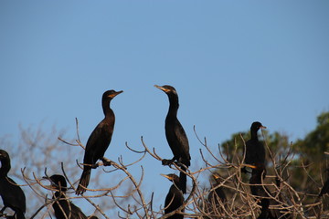 Cormorants