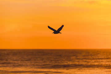 Bird flying on the sunrise
