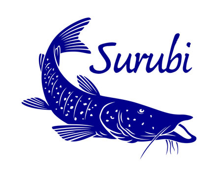 surubi fish