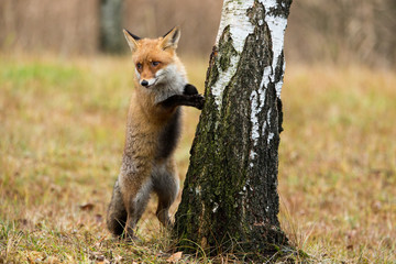 Rotfuchs richtet sich an Birke auf