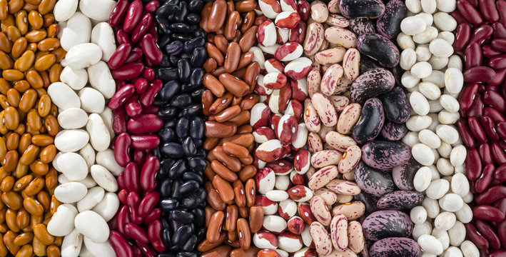 A set of various kidney beans.