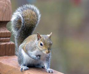 Young Gray Squirrel - Paw Up