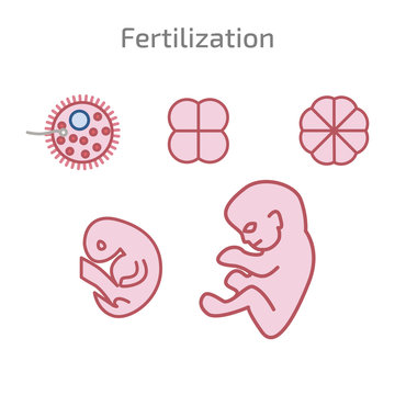 Stages of the development of fertilization.