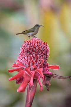 Scenic view of a sunbird bird in forest perched on a porcelain rose flower