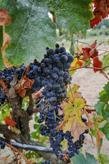 Ripe red wine grape ready to harvest, sandy vineyard in Camargue, Languedoc, France
