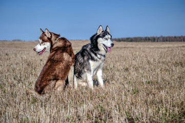 Siberian husky sitting on autumn