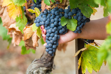 Ripe red wine grape ready to harvest