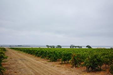 Vineyard in Domaine de Maguelone near Montpellier, South France, red wine grape