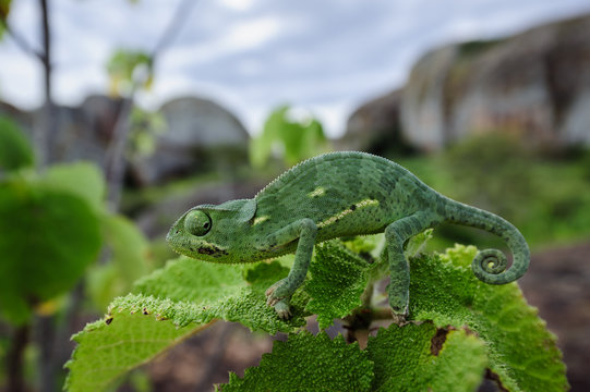 Camale&atilde;o (Chamaeleo dilepis) nas emblem&aacute;ticas Pedras Negras de Pungo Andongo (Pungoandongo) ao final de tarde e depois de uma chuva abundante. Prov&iacute;ncia de Malanje em Angola