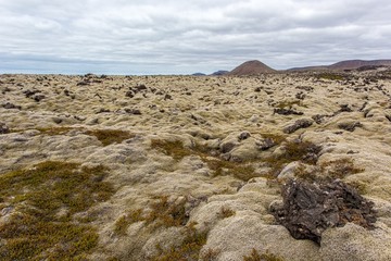 Iceland white moss landscape. Wide angle shot of arctic nature in summer. Icelandic scenery whith rocks.