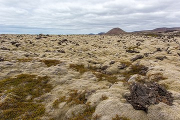 Iceland white moss landscape. Wide angle shot of arctic nature in summer. Icelandic scenery whith rocks. © WildMedia