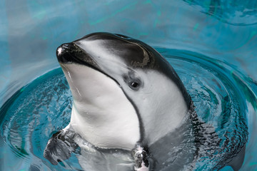 Pacific white-sided dolphin, a very active dolphin found in the cool to temperate waters of the...