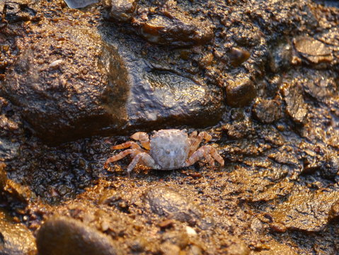 Cancer Crab Krebs 