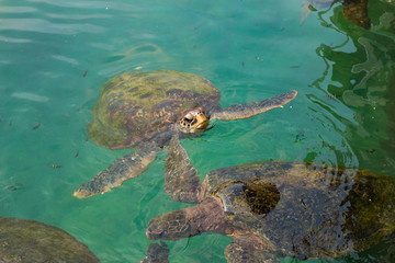 Old green turtles swimming in the sea
