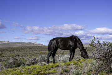 Horses grazing, Argentina