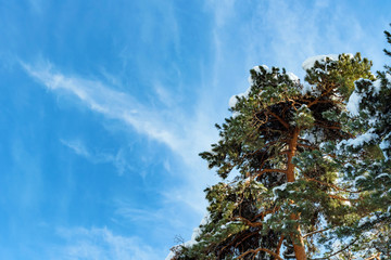 Fantastic winter forest covered with snow