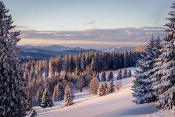 Early morning snow covered black forest warmed up by the sun rays. The sky is opening up and the fir trees are covered with snow after the storm the day before. The cross country ski track is prepared - obrazy, fototapety, plakaty