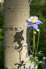Colorado Columbine 