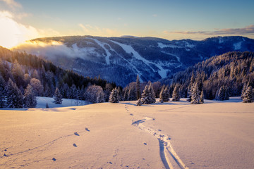 Backcountry skiing in a snowfield splashing powder snow warmed by the sunrise sun rays. Being the first up the mountain to set new tracks in fresh snow in the black forest. 
 - obrazy, fototapety, plakaty
