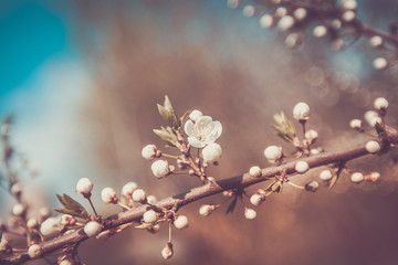 White Cherry Flowers Branch Spring Day