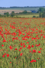 Poppies in the Countryside