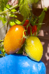 Tomatoes grown in organic garden, Solanum lycopersicum