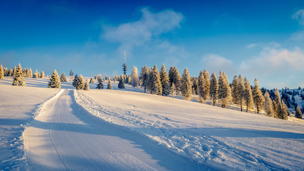 Early morning snow covered black forest warmed up by the sun rays. The sky is opening up and the fir trees are covered with snow after the storm the day before. Looking at the 