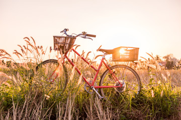 beautiful red vintage bicycle in grass field at sunset