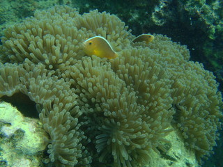 Yellow fishes and corals