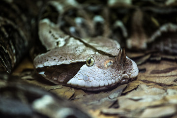 Zagreb zoo Gabon viper