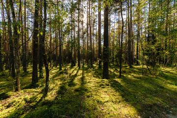 Obraz premium sunny day in summer park