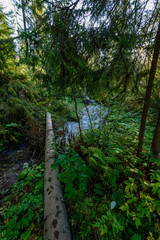 Misty wet morning in the woods. forest with tree trunks and tourist trails