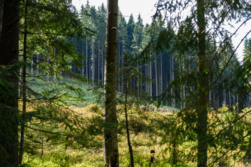 Obraz premium Misty wet morning in the woods. forest with tree trunks and tourist trails