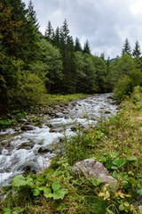mountain river in summer. Bialka river, Poland