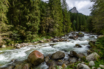 mountain river in summer. Bialka river, Poland